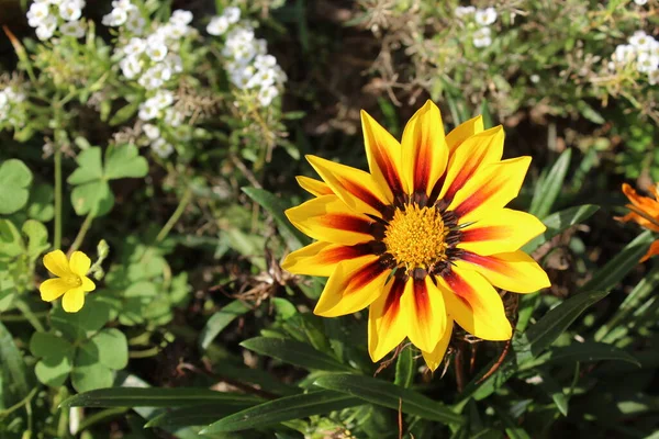 Gelbe Blume Mit Roten Blütenblättern Garten Mit Der Sonne Darüber — Stockfoto