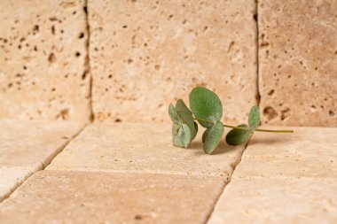 Okaliptüs dallı Travertine fayans arkaplanı.