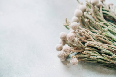 Fotokopi alanı olan Brunia çiçeği arka planı. Brunia egzotik bir çiçektir. Profesyonel çiçekçilikte çiçek kompozisyonuna sofistike bir aksan eklemek için kullanılır..