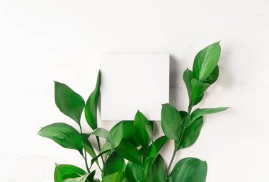 Model kare beyaz podyum ve taze yeşil yapraklarla yapılmış ürün sunumu sahnesi.