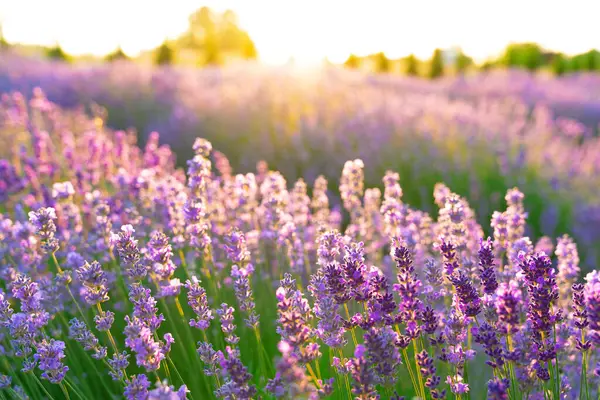 Close-up of lavender flowers against the dawn background. Beatiful morning atmoshere filled with lavender scents.