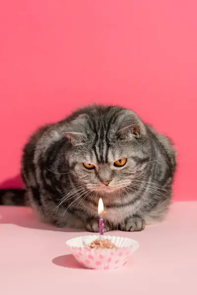 Cat Birthday background with funny fat Scottish straight shorthair breed cat looking at the cake with candle. Vertical photography.