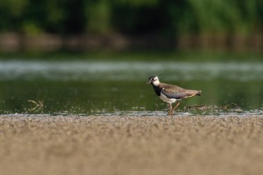 Beautiful nature scene with Northern lapwing (Vanellus vanellus). Wildlife shot of Northern lapwing (Vanellus vanellus). Northern lapwing (Vanellus vanellus) in the nature habitat.
