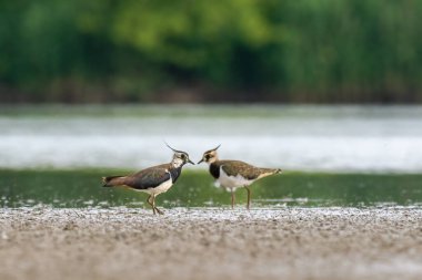 Beautiful nature scene with Northern lapwing (Vanellus vanellus). Wildlife shot of Northern lapwing (Vanellus vanellus). Northern lapwing (Vanellus vanellus) in the nature habitat.