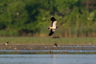 Beautiful nature scene with Northern lapwing (Vanellus vanellus). Wildlife shot of Northern lapwing (Vanellus vanellus). Northern lapwing (Vanellus vanellus) in the nature habitat.
