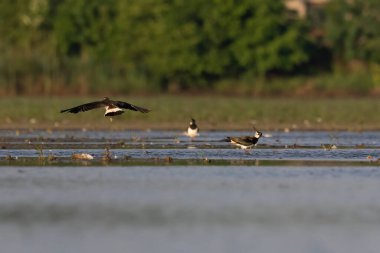 Beautiful nature scene with Northern lapwing (Vanellus vanellus). Wildlife shot of Northern lapwing (Vanellus vanellus). Northern lapwing (Vanellus vanellus) in the nature habitat.