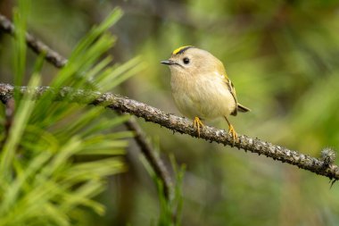 Beautiful nature scene with Goldcrest (Regulus regulus). Wildlife shot of Goldcrest (Regulus regulus) on the branch. Goldcrest (Regulus regulus) in the nature habitat.