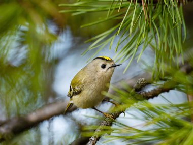 Beautiful nature scene with Goldcrest (Regulus regulus). Wildlife shot of Goldcrest (Regulus regulus) on the branch. Goldcrest (Regulus regulus) in the nature habitat.