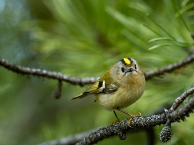Beautiful nature scene with Goldcrest (Regulus regulus). Wildlife shot of Goldcrest (Regulus regulus) on the branch. Goldcrest (Regulus regulus) in the nature habitat.