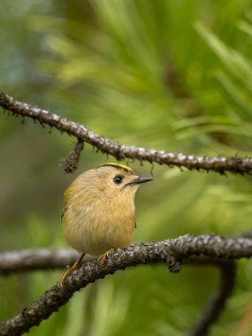 Beautiful nature scene with Goldcrest (Regulus regulus). Wildlife shot of Goldcrest (Regulus regulus) on the branch. Goldcrest (Regulus regulus) in the nature habitat.