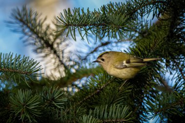 Beautiful nature scene with Goldcrest (Regulus regulus). Wildlife shot of Goldcrest (Regulus regulus) on the branch. Goldcrest (Regulus regulus) in the nature habitat.