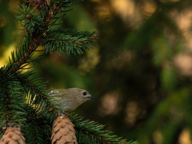 Beautiful nature scene with Goldcrest (Regulus regulus). Wildlife shot of Goldcrest (Regulus regulus) on the branch. Goldcrest (Regulus regulus) in the nature habitat.