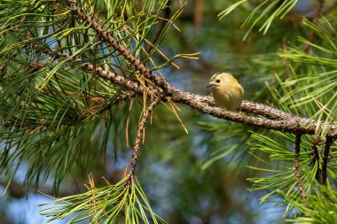 Beautiful nature scene with Goldcrest (Regulus regulus). Wildlife shot of Goldcrest (Regulus regulus) on the branch. Goldcrest (Regulus regulus) in the nature habitat.