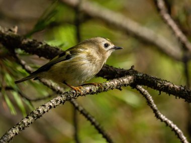 Beautiful nature scene with Goldcrest (Regulus regulus). Wildlife shot of Goldcrest (Regulus regulus) on the branch. Goldcrest (Regulus regulus) in the nature habitat.
