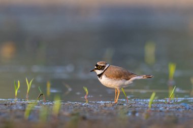 Beautiful nature scene with Little ringed plover (Charadrius dubius). Little ringed plover (Charadrius dubius) in the nature habitat.
