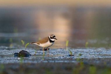 Beautiful nature scene with Little ringed plover (Charadrius dubius). Little ringed plover (Charadrius dubius) in the nature habitat.