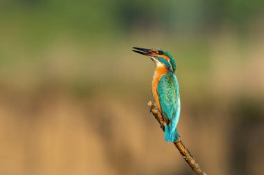Ortak Kingfisher (Alcedo at this) ile güzel bir doğa sahnesi. Dalda 