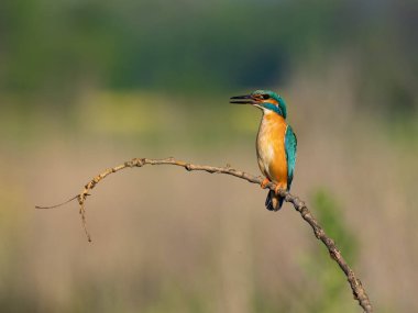 Ortak Kingfisher (Alcedo at this) ile güzel bir doğa sahnesi. Dalda 