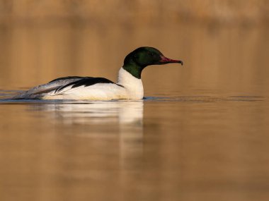 Beautiful nature scene with bird Common merganser (Mergus merganser). Wildlife shot of Common merganser (Mergus merganser) on the pond. Common merganser (Mergus merganser) in the nature habitat.