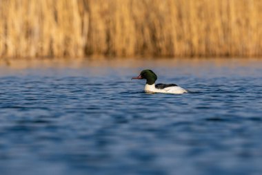 Beautiful nature scene with bird Common merganser (Mergus merganser). Wildlife shot of Common merganser (Mergus merganser) on the pond. Common merganser (Mergus merganser) in the nature habitat.