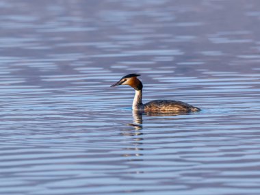Great Crested Grebe (Podiceps Kristali) ile güzel bir doğa sahnesi. Doğa habitatında Büyük Armalı Yunus (Podiceps kristali).