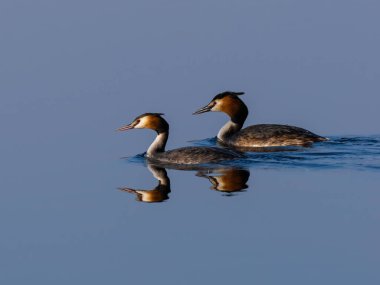 Great Crested Grebe (Podiceps Kristali) ile güzel bir doğa sahnesi. Doğa habitatında Büyük Armalı Yunus (Podiceps kristali).