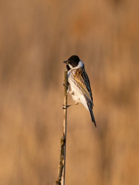 Common Reed Bunting (Emberiza schoeniclus) ile güzel bir doğa sahnesi. Doğada yaygın Reed Bunting (Emberiza schoeniclus).