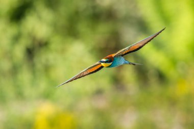 Avrupa arı yiyicisi (Merops apiaster) ile güzel bir doğa sahnesi. Avrupa arı yiyicisinin (Merops apiaster) dal üzerinde vahşi yaşam çekimi. Avrupa arı yiyici (Merops apiaster) doğa habitatında.