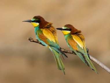 Avrupa arı yiyicisi (Merops apiaster) ile güzel bir doğa sahnesi. Avrupa arı yiyicisinin (Merops apiaster) dal üzerinde vahşi yaşam çekimi. Avrupa arı yiyici (Merops apiaster) doğa habitatında.