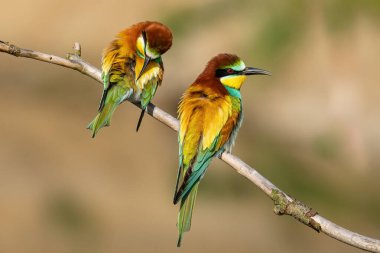 Avrupa arı yiyicisi (Merops apiaster) ile güzel bir doğa sahnesi. Avrupa arı yiyicisinin (Merops apiaster) dal üzerinde vahşi yaşam çekimi. Avrupa arı yiyici (Merops apiaster) doğa habitatında.
