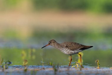 Beautiful nature scene with Common redshank (Tringa totanus). Wildlife shot of Common redshank (Tringa totanus). Common redshank (Tringa totanus) in the nature habitat.