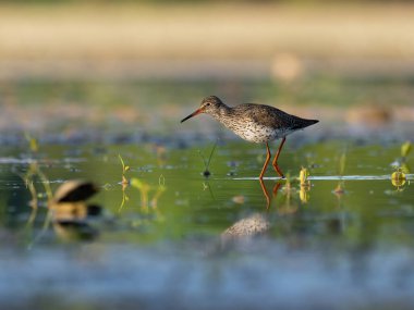 Beautiful nature scene with Common redshank (Tringa totanus). Wildlife shot of Common redshank (Tringa totanus). Common redshank (Tringa totanus) in the nature habitat.