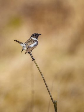 Beautiful nature scene with European stonechat (Saxicola rubicola). Wildlife shot of European stonechat (Saxicola rubicola) on the branch. European stonechat (Saxicola rubicola) in the nature habitat.