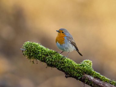 Beautiful nature scene with European robin (Erithacus rubecula). Wildlife shot of European robin (Erithacus rubecula) on the branch. European robin (Erithacus rubecula) in the nature habitat.