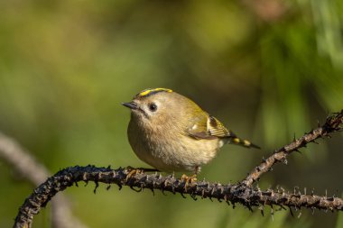 Beautiful nature scene with Goldcrest (Regulus regulus). Wildlife shot of Goldcrest (Regulus regulus) on the branch. Goldcrest (Regulus regulus) in the nature habitat.