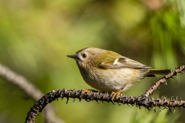 Beautiful nature scene with Goldcrest (Regulus regulus). Wildlife shot of Goldcrest (Regulus regulus) on the branch. Goldcrest (Regulus regulus) in the nature habitat.