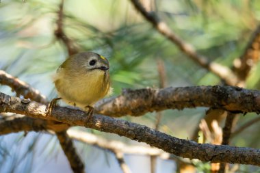 Beautiful nature scene with Goldcrest (Regulus regulus). Wildlife shot of Goldcrest (Regulus regulus) on the branch. Goldcrest (Regulus regulus) in the nature habitat.