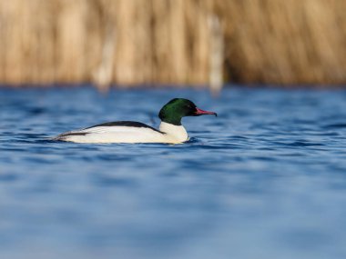 Beautiful nature scene with bird Common merganser (Mergus merganser). Wildlife shot of Common merganser (Mergus merganser) on the pond. Common merganser (Mergus merganser) in the nature habitat.