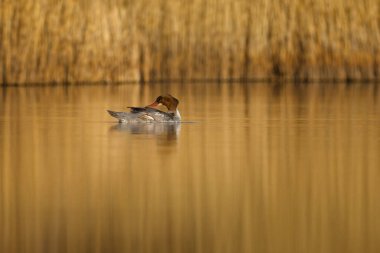 Beautiful nature scene with bird Common merganser (Mergus merganser). Wildlife shot of Common merganser (Mergus merganser) on the pond. Common merganser (Mergus merganser) in the nature habitat.