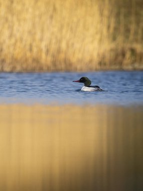 Beautiful nature scene with bird Common merganser (Mergus merganser). Wildlife shot of Common merganser (Mergus merganser) on the pond. Common merganser (Mergus merganser) in the nature habitat.