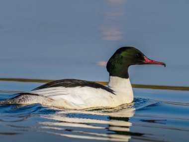 Beautiful nature scene with bird Common merganser (Mergus merganser). Wildlife shot of Common merganser (Mergus merganser) on the pond. Common merganser (Mergus merganser) in the nature habitat.