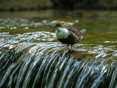 Beautiful nature scene with White-throated dipper (Cinclus cinclus). Wildlife shot of Goldcrest (Regulus regulus) on the stone. Goldcrest (Regulus regulus) in the nature habitat.