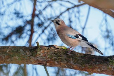Avrasya jay (Garrulus glandarius) ile güzel doğa sahnesi. Avrasya jay yaban hayatı çekim (Garrulus glandarius) çim üzerinde.