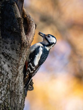 Beautiful nature scene with Great spotted woodpecker (Dendrocopos major). Wildlife shot of Great spotted woodpecker (Dendrocopos major). Great spotted woodpecker (Dendrocopos major) in the nature habitat.