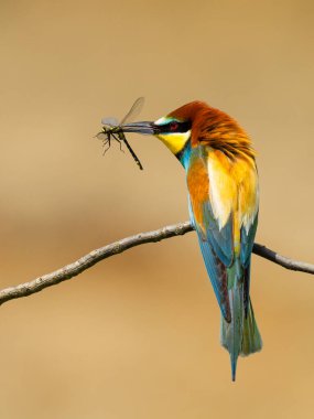 Beautiful nature scene with bird European bee-eater (Merops apiaster). Wildlife shot of European bee-eater (Merops apiaster). European bee-eater (Merops apiaster) in the nature habitat