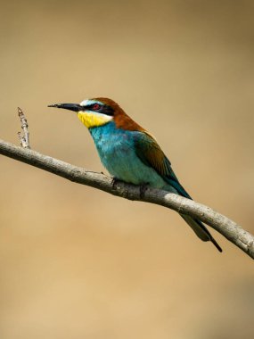 Beautiful nature scene with bird European bee-eater (Merops apiaster). Wildlife shot of European bee-eater (Merops apiaster). European bee-eater (Merops apiaster) in the nature habitat