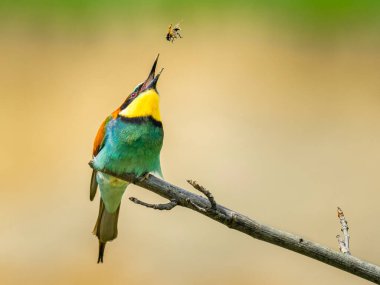 Beautiful nature scene with bird European bee-eater (Merops apiaster). Wildlife shot of European bee-eater (Merops apiaster). European bee-eater (Merops apiaster) in the nature habitat