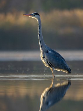 Beautiful nature scene with Grey heron (Ardea cinerea). Grey heron (Ardea cinerea) in the nature habitat.