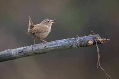 Avrasya Wren (Troglodit trogloditleri) ile güzel bir doğa sahnesi. Avrasya Wren 'inin (Troglodit trogloditleri) dala vuruşu. 