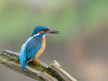 Ortak Kingfisher (Alcedo at this) ile güzel bir doğa sahnesi. Dalda 